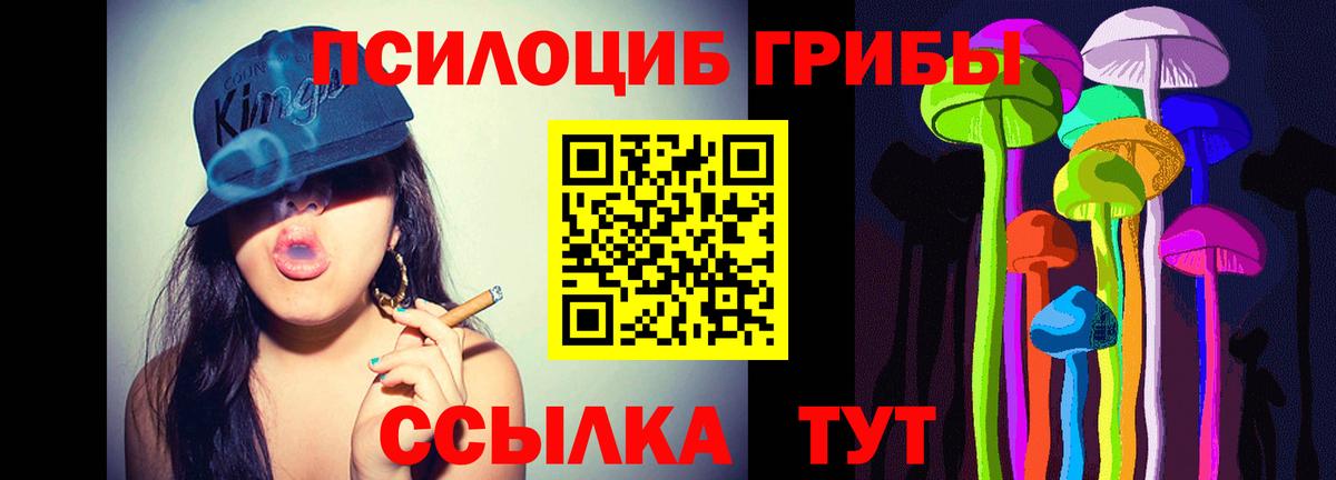 Грозный  Псилоцибиновые грибы Psilocybe  Вход с VPN 